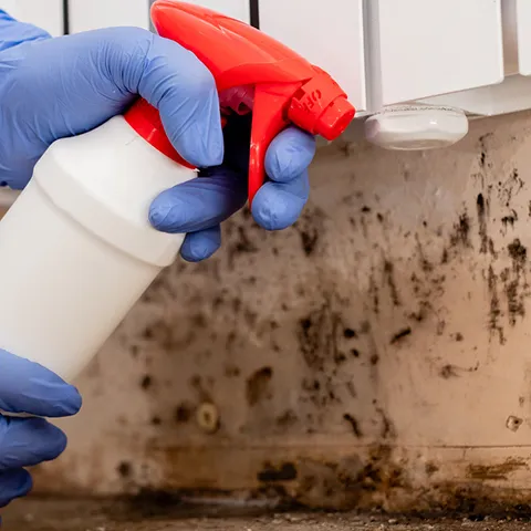 Close-up of a person in gloves spraying mold removal solution onto a wall with visible mold growth.